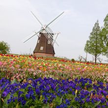 風車とチューリップ