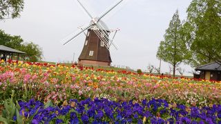 チューリップはキレイです♪