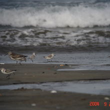 ９月下旬の波崎海水浴場の風景です。渡り鳥のシギの群れです。