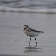 珍鳥ヘラシギ