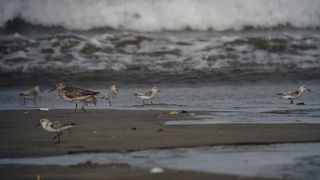 珍鳥ヘラシギを見てきました。
