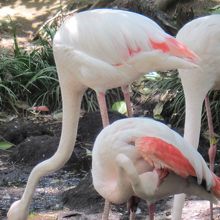 フラミンゴ