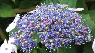 臨時バスあじさい号