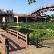 あやめが咲いた姿も見てみたいです。