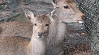 鹿がいっぱい。