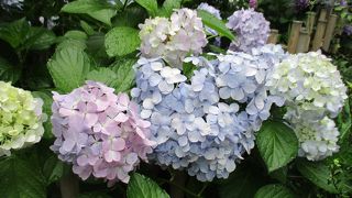 紫陽花を見に三溪園 へ　起伏あり　歴史的建造物あり　広大な園内を散歩