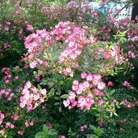 玄関前の「安曇野」と言うバラ