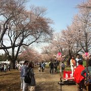 北海道らしい壮観な桜並木！平野に、桜のピンクと牧草の緑のコントラストが美しい