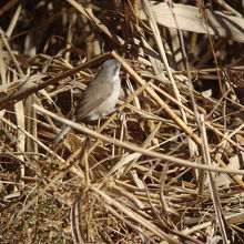 珍鳥コノドジロムシクイ