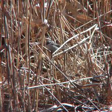 珍鳥コノドジロムシクイ