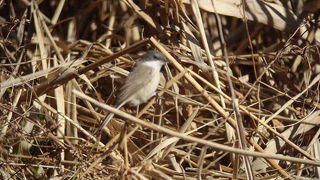 珍鳥コノドジロムシクイを見てきました。