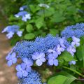 紫陽花が見ごろです