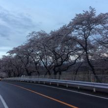 駅前の国道の桜並木
