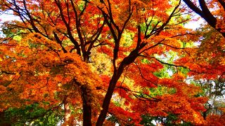 広大なキャンパスが色づく季節