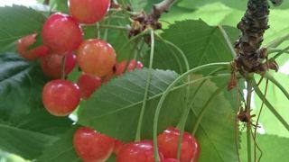 さくらんぼ狩り