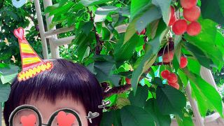 甘くて大粒  さくらんぼ狩り♪ 