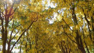 キバナフジがみごとでした