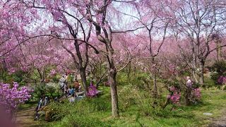 しだれ桜が素晴らしいです