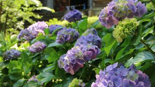 紫陽花の時期は格別です。