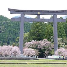 大鳥居と桜
