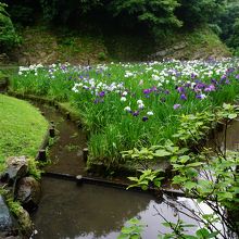 花菖蒲園