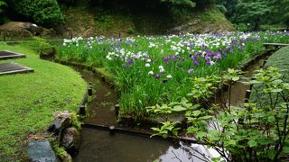 【北鎌倉】 花菖蒲の季節に訪れたい「明月院本堂後庭園」