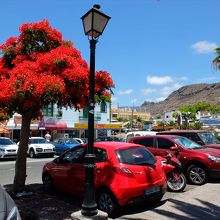 町のメイン・ストリート沿いの街路樹は、真っ赤な花の火炎樹