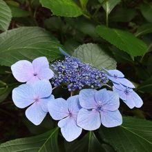 あじさい1