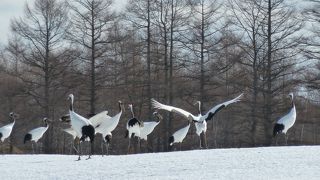 タンチョウ鶴が沢山います！