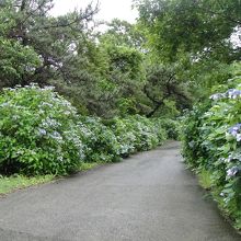 九重ラベンダー園