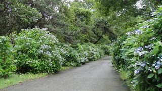 九重ラベンダー園