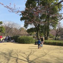 公園内に広がる芝生