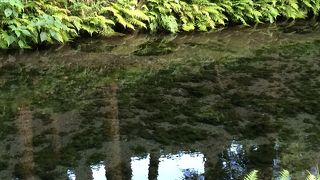 【熊本南阿蘇】白川水源