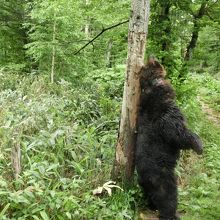 バスからベアウォッチング