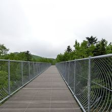 遊歩道からヒグマ探し