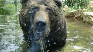ヒグマの森に探検 