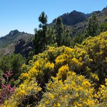 6月上旬のヌブロ岩登山道は、野花の花盛り。