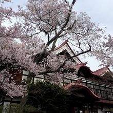 さくらまつり期間中は、高遠閣での休憩200円