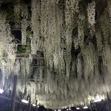 白藤のトンネルも好きー！