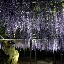 「見返り美人」の「むらさき藤棚」もお忘れなく