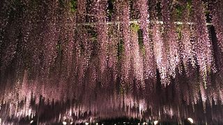 大藤・・・感動～(TдT)