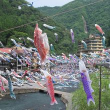 ５月は鯉が2000匹泳いでいた。