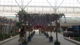 ５月はしだれ桜