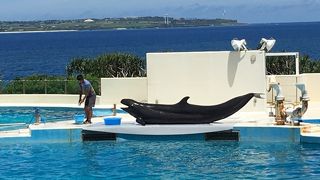 自ら陸地に上がるクジラを始めてみました。