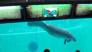 メキシコからやってきマナティがいました。