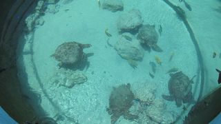 美ら海水族館の外の海側にある無料の見学施設です。