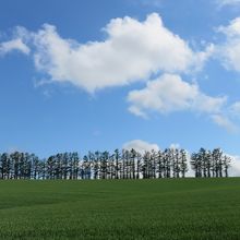 マイルドセブンの丘