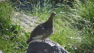 憧れのライチョウを見てきました。