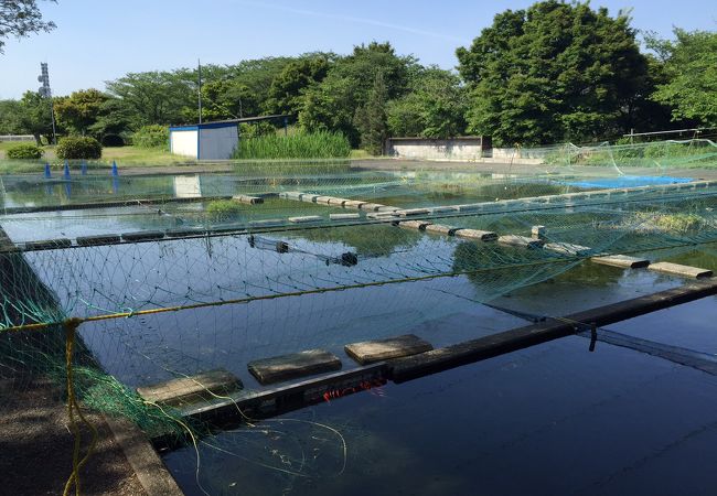 魚釣りを体験