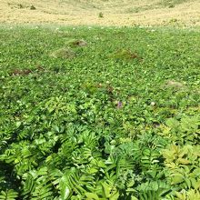 ウスユキソウ群生地
